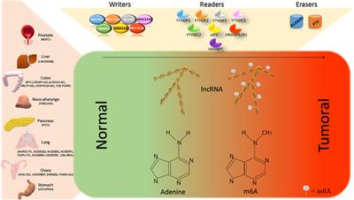 The lncRNA epigenetics: The significance of m6A and m5C lncRNA modifications in cancer